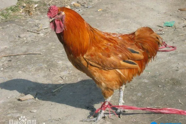 郧阳大鸡