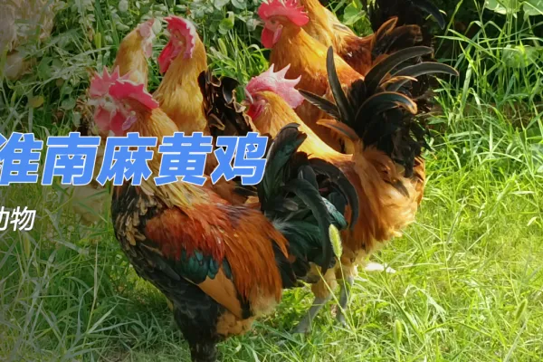 淮南麻黄鸡