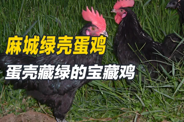 麻城绿壳蛋鸡