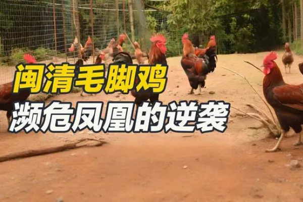 闽清毛脚鸡 3