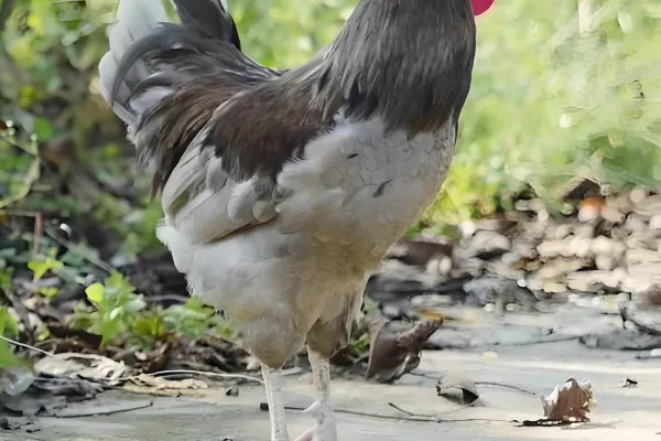 广元灰鸡
