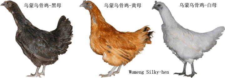 乌蒙乌骨鸡 2